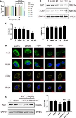 A Novel Modulator of the Renin–Angiotensin System, Benzoylaconitine, Attenuates Hypertension by Targeting ACE/ACE2 in Enhancing Vasodilation and Alleviating Vascular Inflammation